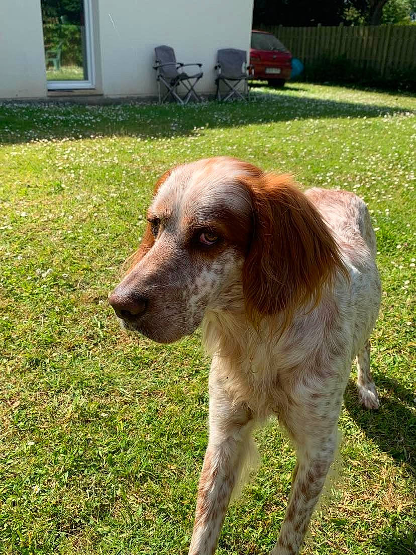 Robin a rejoint le concours — aidez-le/la à gagner de superbes lots ! canidae, carnivore, companion_dog, dog, dog_breed, door, fawn, grass, gun_dog, houseplant, hunting_dog, liver, plant, snout, spaniel, sporting_group, terrestrial_animal, tree, working_animal, working_dog