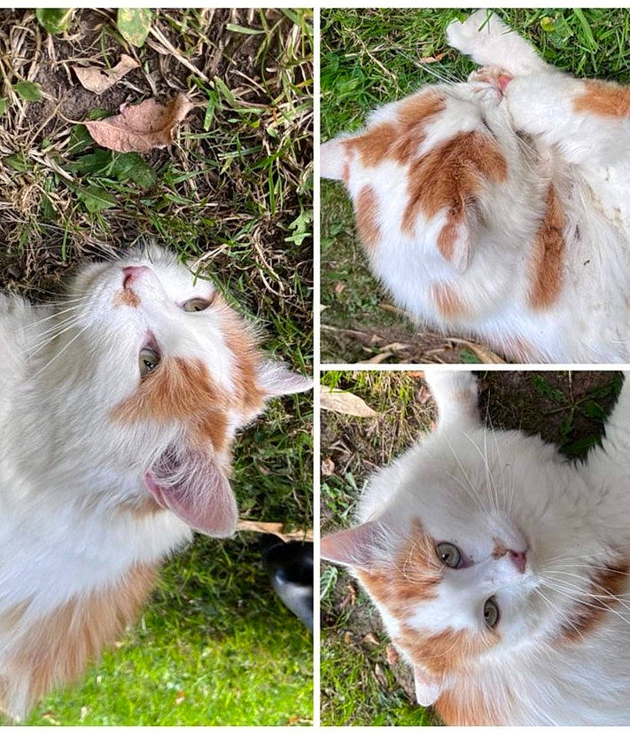 Barbadiuck participe au concours pour gagner de l'argent avec cette photo : art, carnivore, cat, collage, companion_dog, eye, eyelash, fashion_accessory, felidae, fur, grass, happy, natural_material, photograph, plant, small_to_medium_sized_cats, snout, whiskers, white