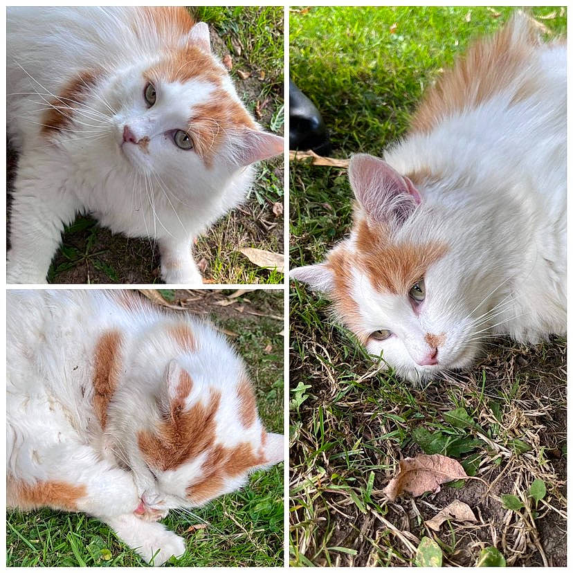 Barbadiuck a rejoint le concours — aidez-le/la à gagner de superbes lots ! art, carnivore, cat, collage, domestic_short_haired_cat, eye, fawn, felidae, fur, gesture, grass, groundcover, pattern, plant, small_to_medium_sized_cats, tail, tree, whiskers, white, wildlife