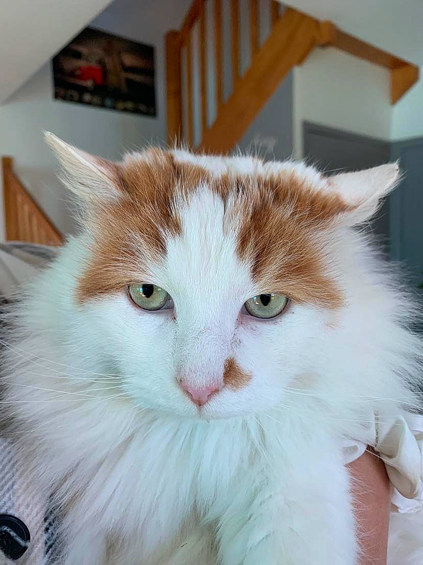 Barbadiuck participe au concours pour gagner de l'argent avec cette photo : carnivore, cat, domestic_short_haired_cat, eye, felidae, fur, iris, plant, small_to_medium_sized_cats, snout, whiskers, window