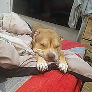 Mira participe au concours pour gagner de l'argent avec cette photo : bed, blanket, canine, clothing, comfort, cozy, dog, domestic, drawer, furniture, home, indoors, nap, paws, pet, relaxation, resting, sleeping, television, wood_floor