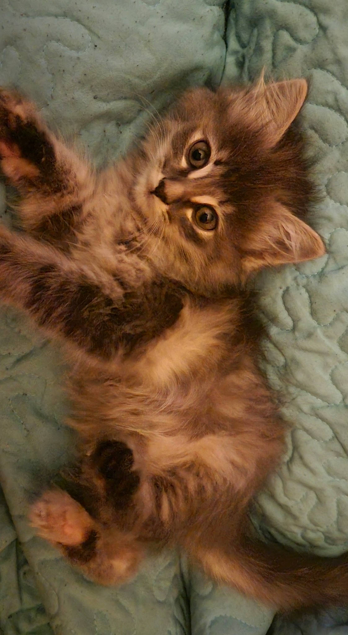 Gizmo is registered to the contest to win money with this photo: art, british_longhair, carnivore, cat, eye, fawn, felidae, fur, gesture, hair, head, iris, painting, plant, small_to_medium_sized_cats, snout, tail, terrestrial_animal, whiskers, wildlife