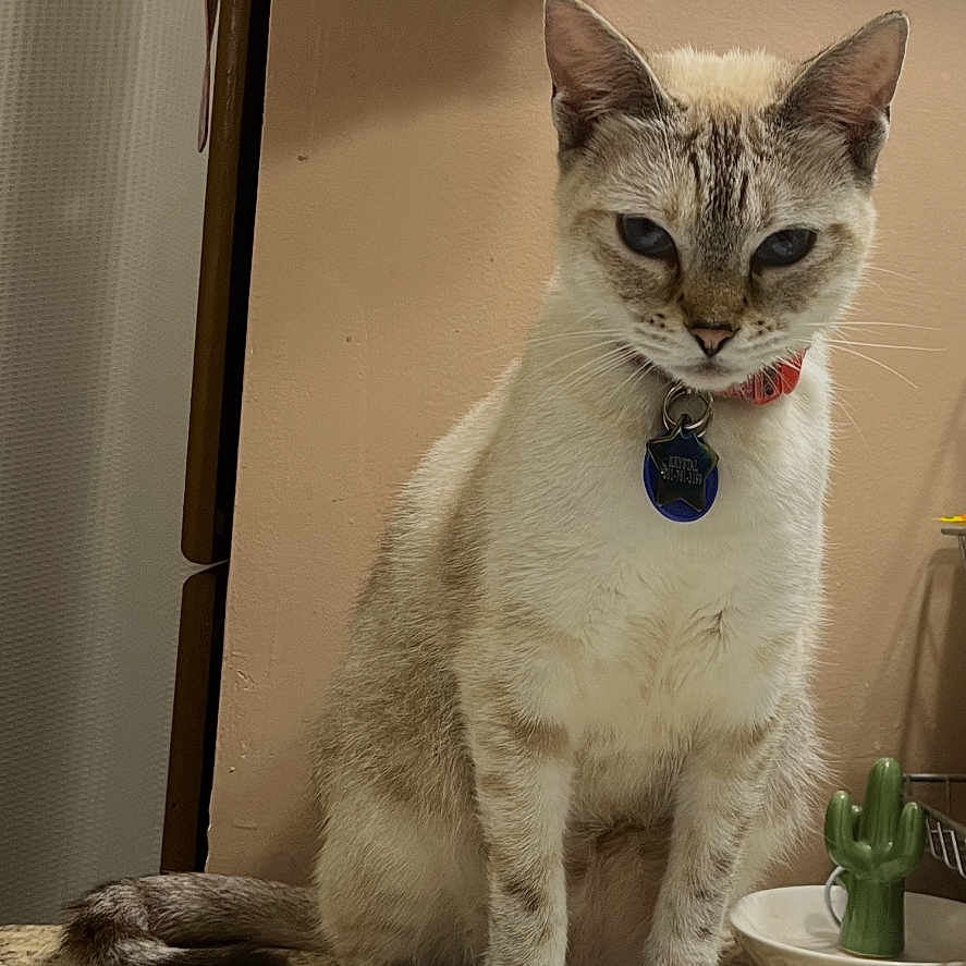 Penny Sue is registered to the contest to win money with this photo: animal, bathroom, cactus, cat, collar, countertop, curious, ears, feline, fur, indoor, pet, pink, sink, soap_dispenser, tag, tail, towel, wall, whiskers