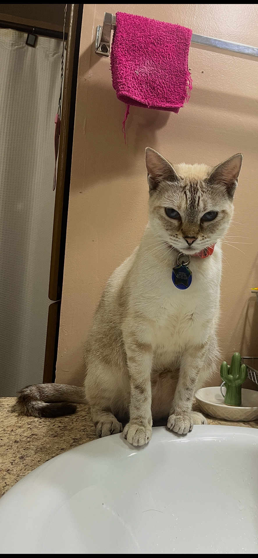 Penny Sue is registered to the contest to win money with this photo: animal, bathroom, cactus, cat, collar, countertop, curious, ears, feline, fur, indoor, pet, pink, sink, soap_dispenser, tag, tail, towel, wall, whiskers