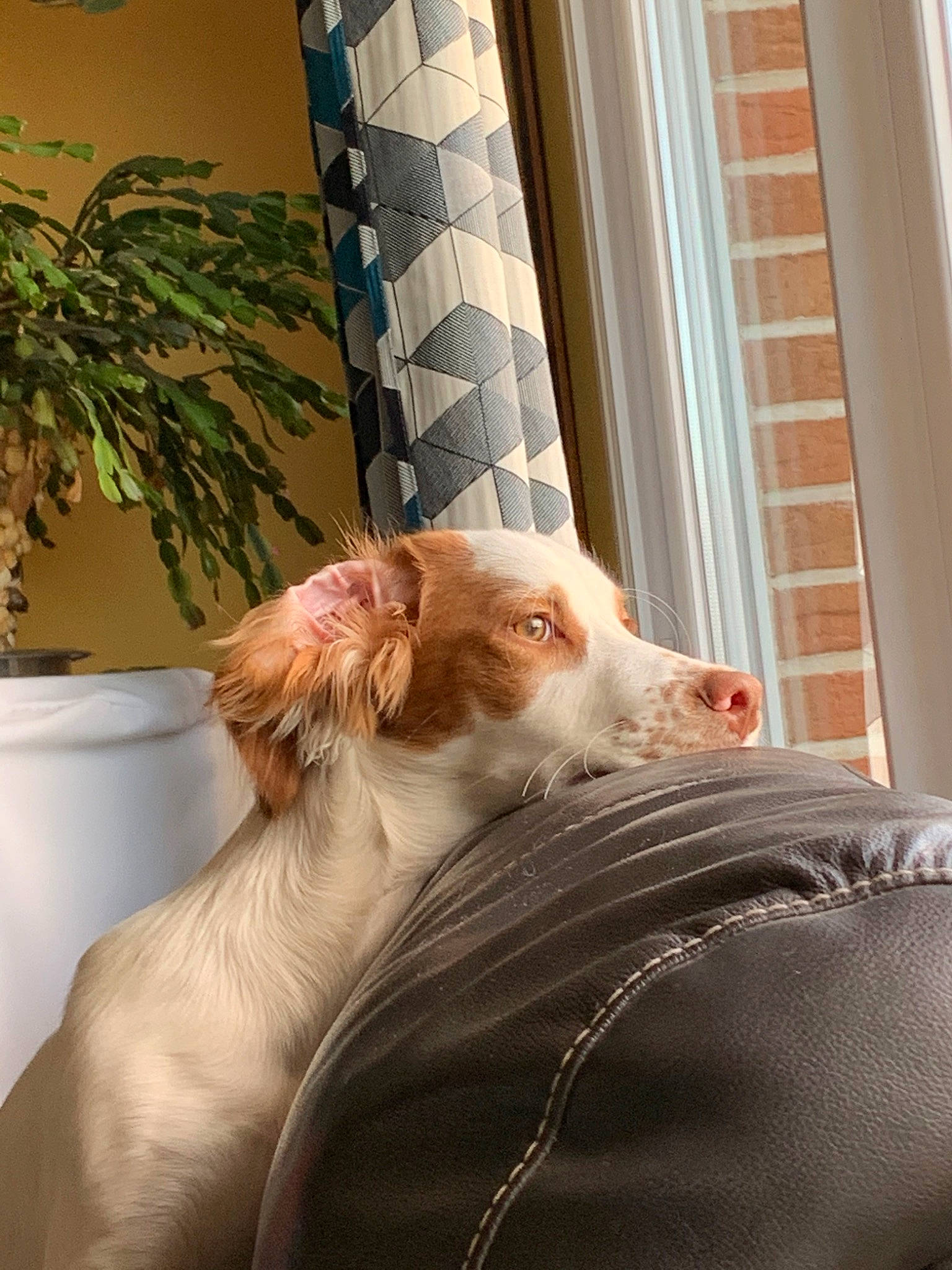 Paddy participe au concours pour gagner de l'argent avec cette photo : canidae, carnivore, cat, companion_dog, dog, dog_breed, ear, fawn, felidae, fur, puppy, sporting_group, whiskers, window