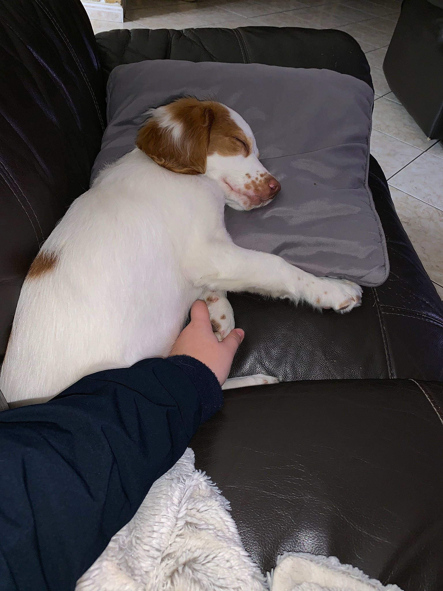 Paddy participe au concours pour gagner de l'argent avec cette photo : brittany, canidae, carnivore, companion_dog, dog, dog_breed, mammal, pointer, puppy, puppy_love, sporting_group, vertebrate