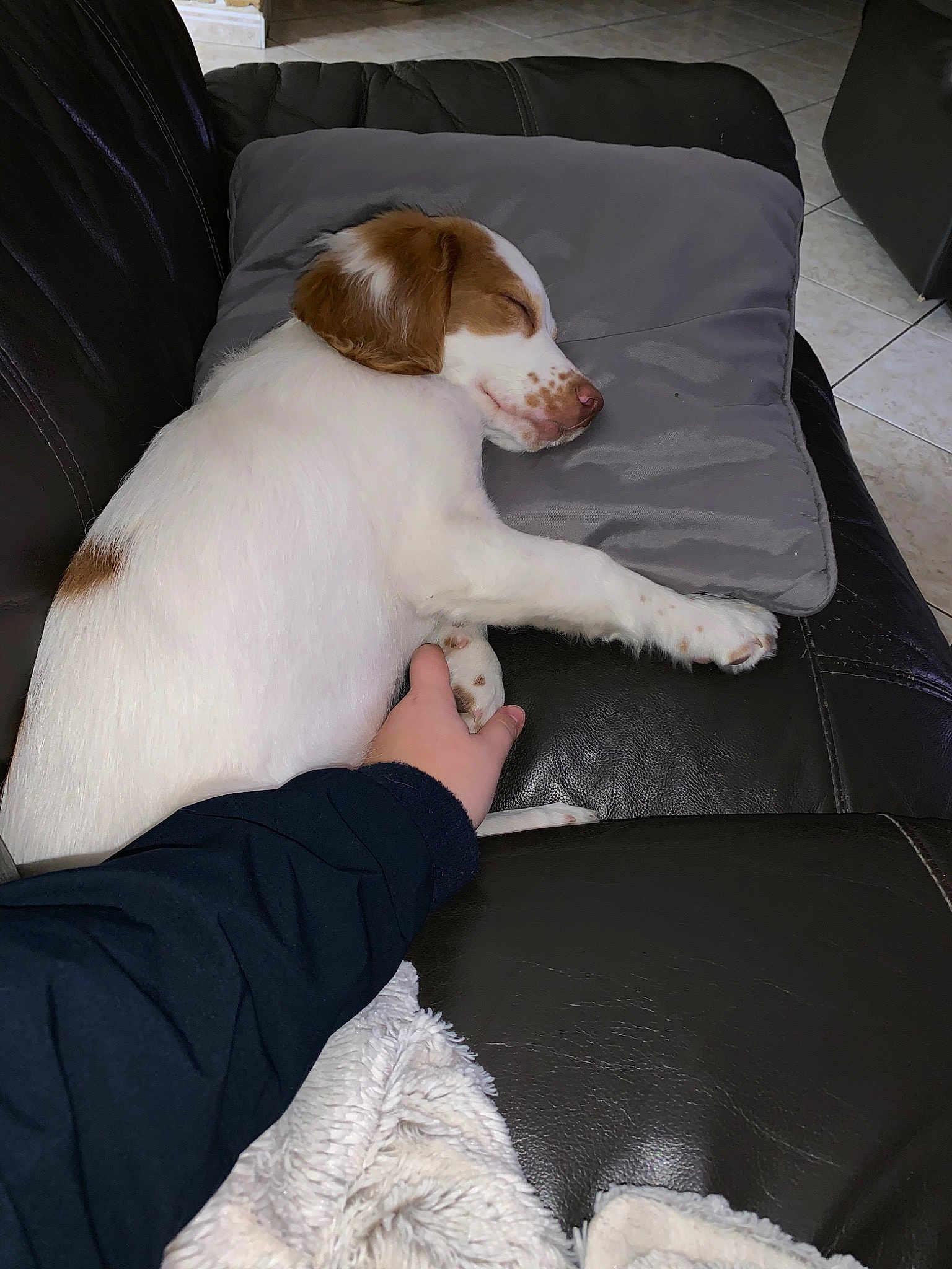 Paddy