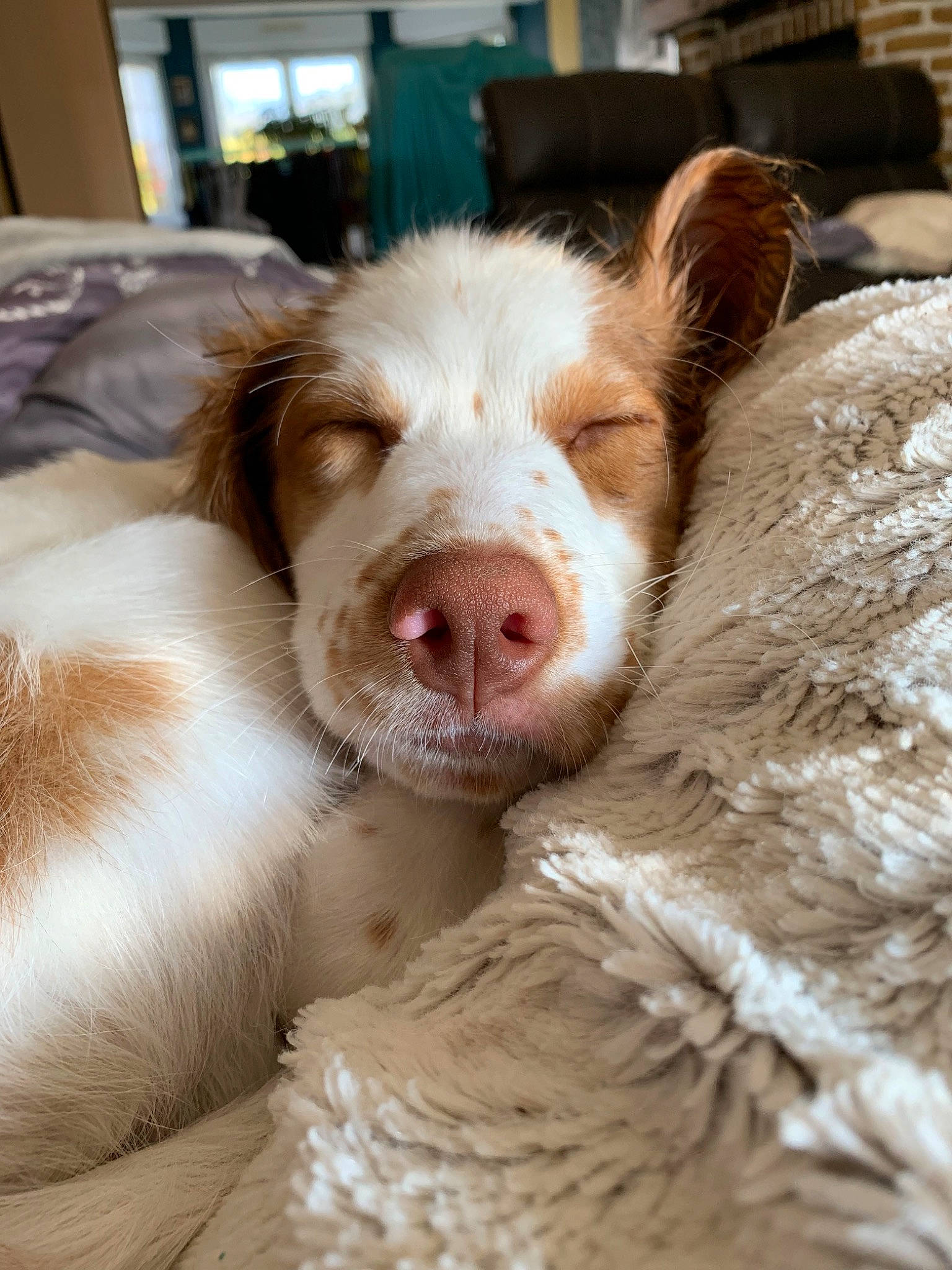 Paddy participe au concours pour gagner de l'argent avec cette photo : australian_shepherd, brittany, canidae, carnivore, companion_dog, dog, dog_breed, drentse_patrijshond, ear, english_springer_spaniel, fur, kooikerhondje, mammal, nose, snout, spaniel, sporting_group