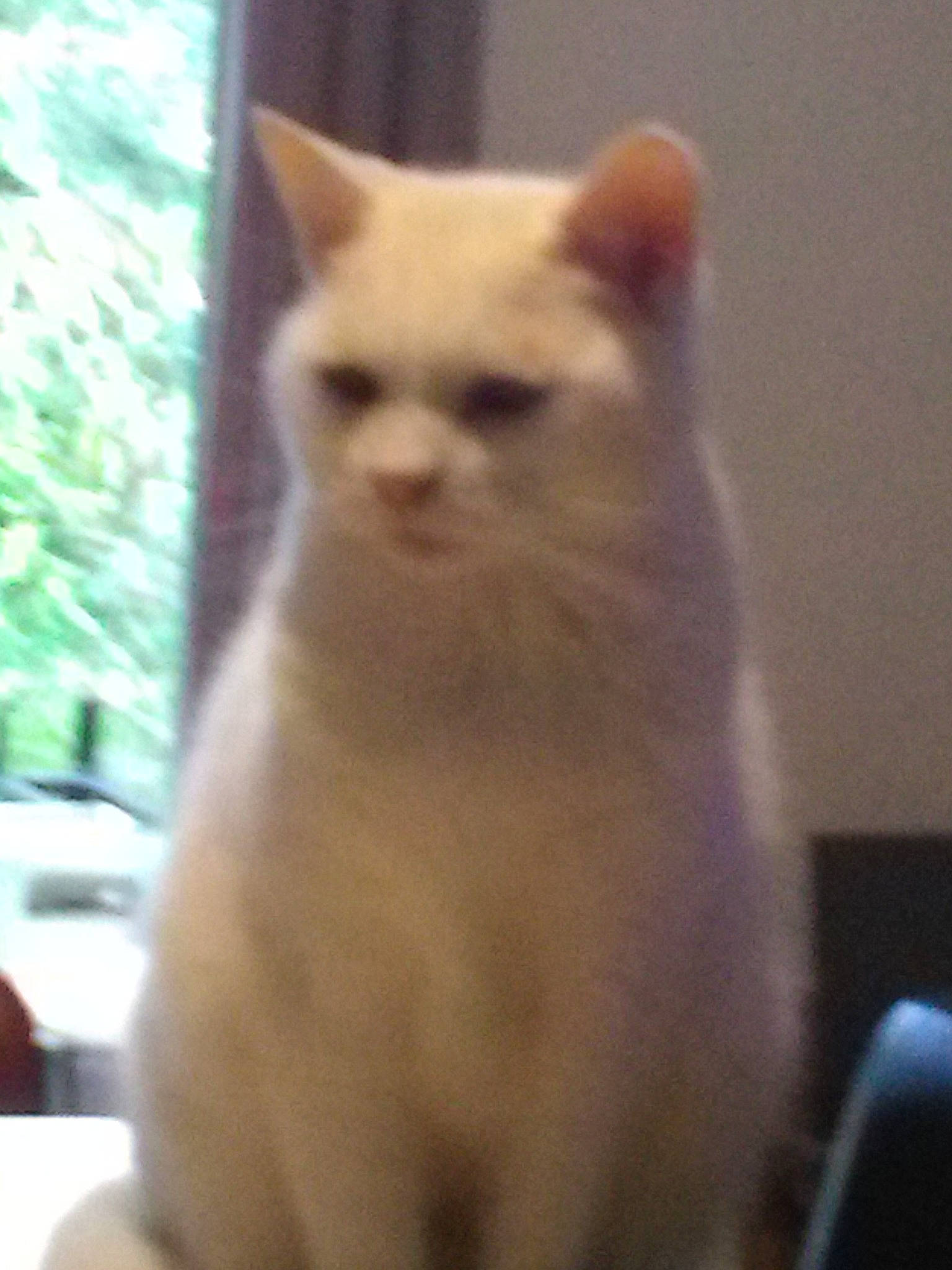 Jerry participe au concours pour gagner de l'argent avec cette photo : asian, balinese, burmese, burmilla, carnivore, cat, colorpoint_shorthair, domestic_short_haired_cat, fawn, felidae, javanese, khao_manee, kitten, mammal, small_to_medium_sized_cats, thai, tonkinese, turkish_angora, vertebrate, whiskers