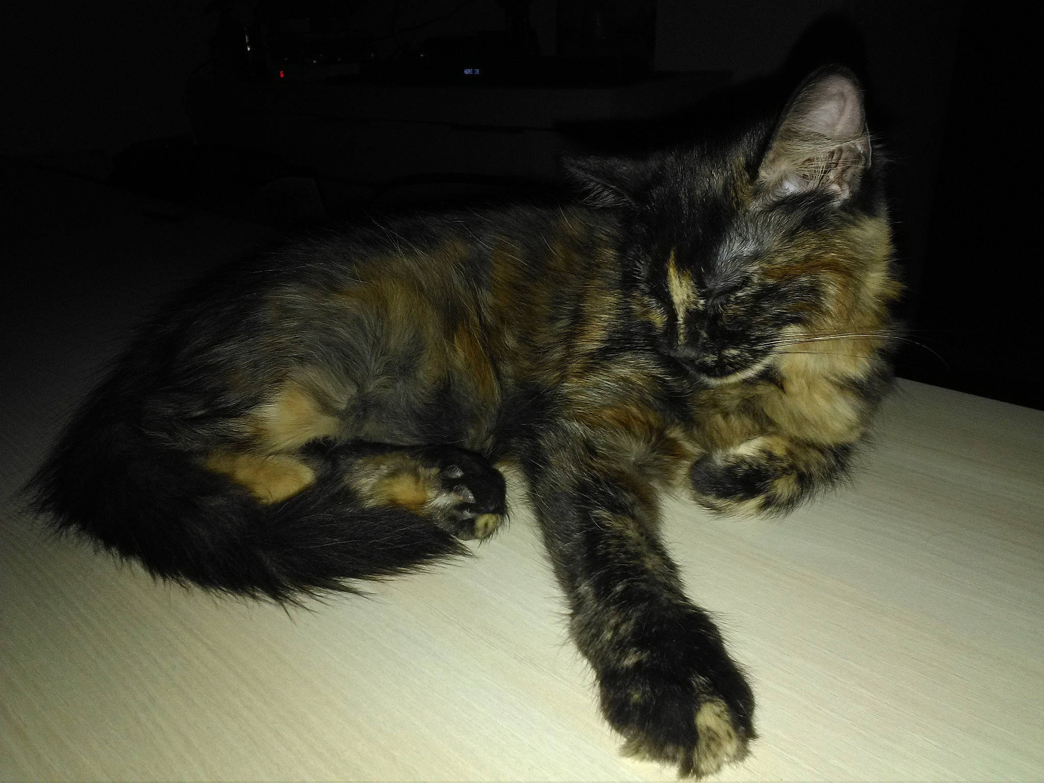 Stella participe au concours pour gagner de l'argent avec cette photo : carnivore, cat, claw, domestic_long_haired_cat, domestic_short_haired_cat, dragon_li, ear, european_shorthair, felidae, fur, kitten, maine_coon, norwegian_forest_cat, paw, sleep, small_to_medium_sized_cats, snout, tabby_cat, tail, whiskers