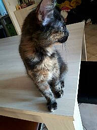 Stella a rejoint le concours — aidez-le/la à gagner de superbes lots ! american_shorthair, box, carnivore, cat, domestic_long_haired_cat, domestic_short_haired_cat, european_shorthair, felidae, kitten, kurilian_bobtail, maine_coon, mammal, norwegian_forest_cat, small_to_medium_sized_cats, whiskers