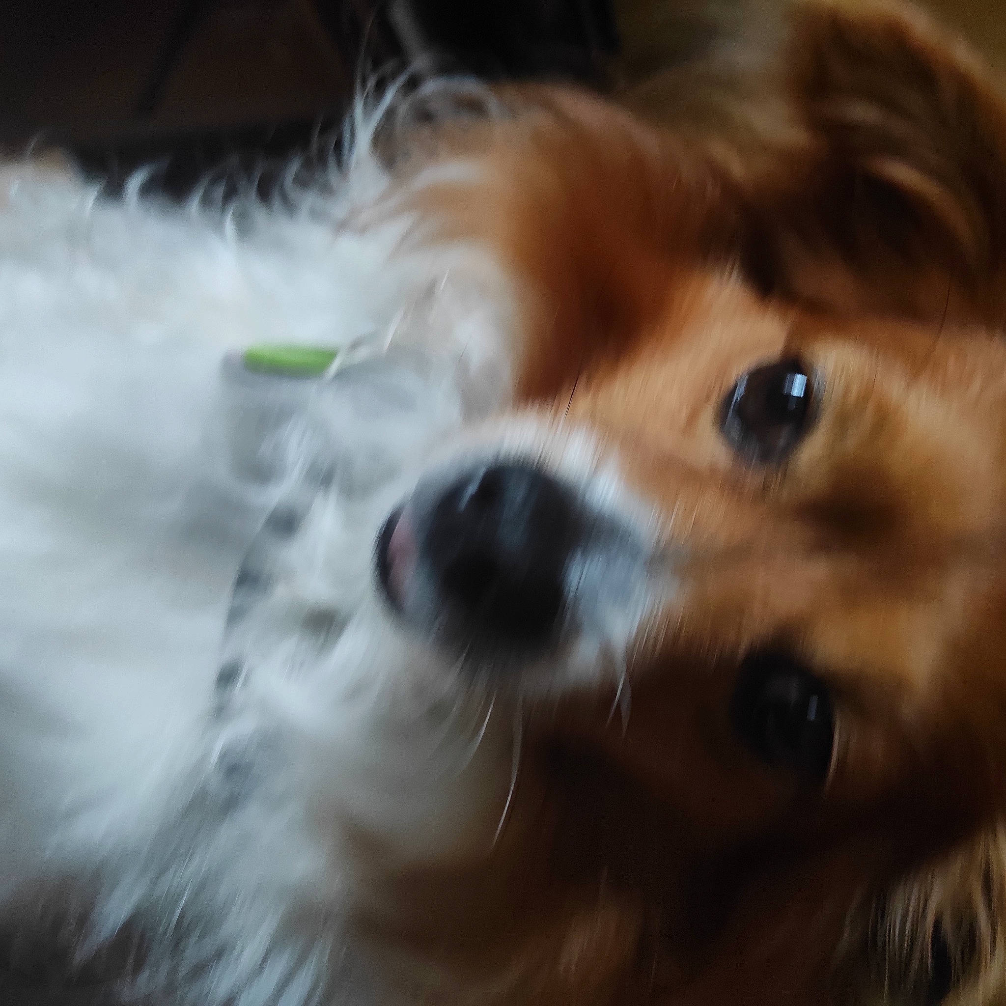 Snoupie a rejoint le concours — aidez-le/la à gagner de superbes lots ! canidae, carnivore, close_up, companion_dog, dog, dog_breed, ear, fawn, fur, liver, non_sporting_group, pomeranian, puppy, spaniel, sporting_group, terrestrial_animal, tibetan_spaniel, toy_dog, whiskers, working_animal