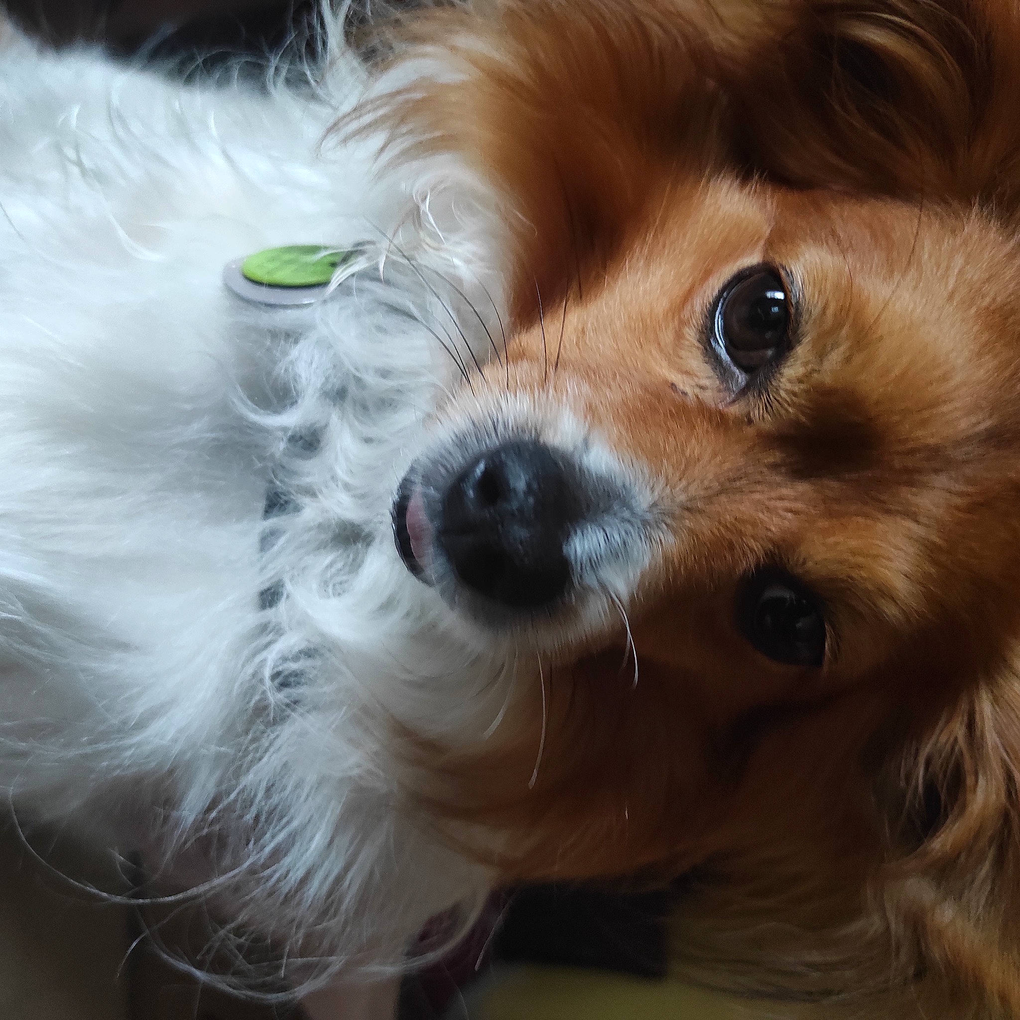 Snoupie a rejoint le concours — aidez-le/la à gagner de superbes lots ! canidae, carnivore, companion_dog, dog, dog_breed, ear, fawn, fur, german_spitz, hair, liver, non_sporting_group, plant, puppy, snout, sporting_group, toy_dog, whiskers