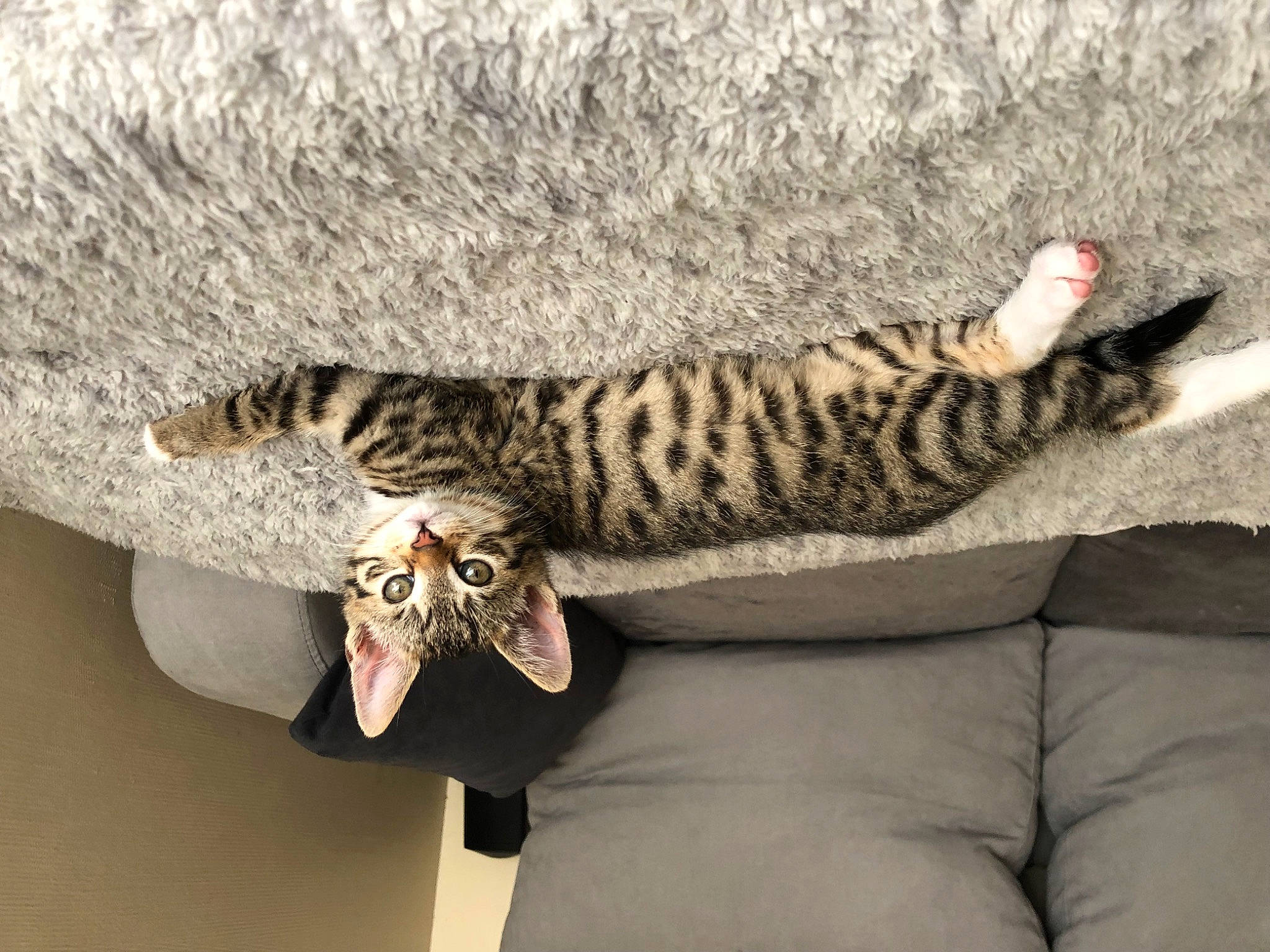 Chivas a rejoint le concours — aidez-le/la à gagner de superbes lots ! carnivore, cat, claw, comfort, domestic_short_haired_cat, fawn, felidae, foot, fur, pattern, paw, room, small_to_medium_sized_cats, tail, terrestrial_animal, whiskers, wood