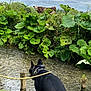 Uber a rejoint le concours — aidez-le/la à gagner de superbes lots ! dog, black_dog, leash, grass, stream, water, cow, brown_cow, greenery, plants, large_leaves, cloudy_sky, nature, outdoor, animal, riverbank, rural, field, canine, livestock