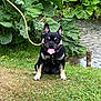 dog, black_dog, grass, leaves, stream, water, tongue_out, outdoor, nature, sitting, pet, animal, canine, leash, greenery, summer, happy, playful, park, daylight