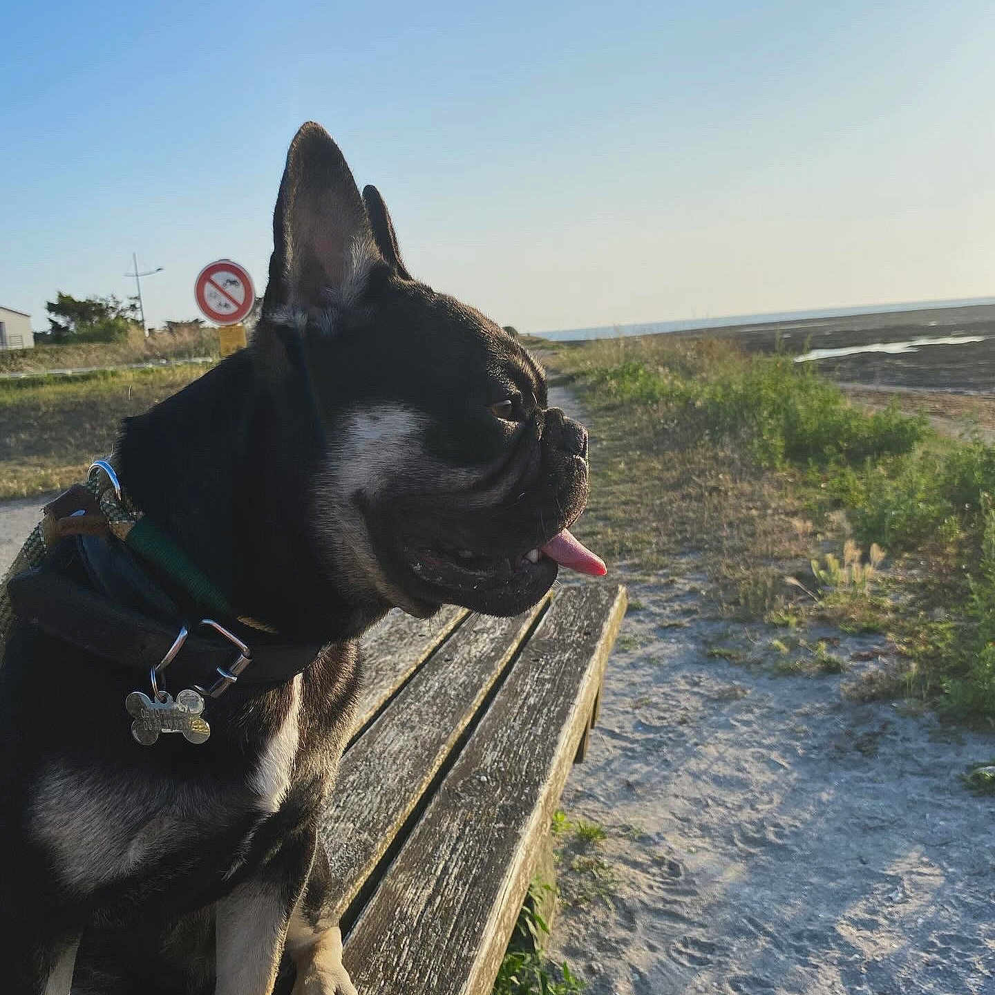 Uber participe au concours pour gagner de l'argent avec cette photo : animal, beach, bench, canine, collar, daytime, dog, grass, happy, landscape, nature, outdoor, path, pet, sand, sky, sunlight, sunset, tongue_out, wood