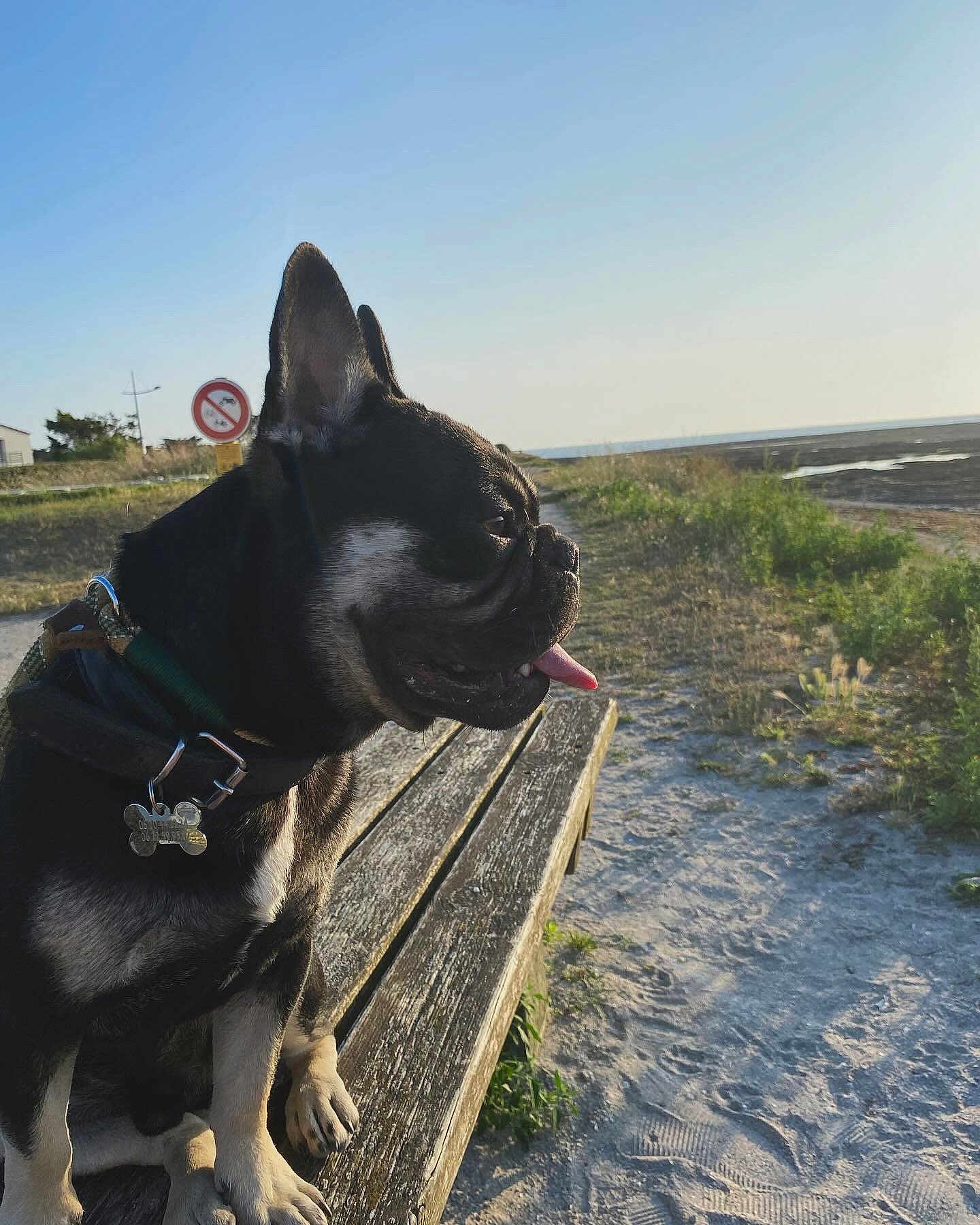 Uber participe au concours pour gagner de l'argent avec cette photo : dog, bench, outdoor, sunlight, sand, path, grass, collar, pet, canine, nature, beach, sky, sunset, tongue_out, happy, animal, landscape, daytime, wood