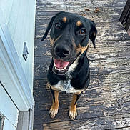 Henny is registered to the contest to win money with this photo: animal, black_dog, brown_eyes, canine, dog, domestic_animal, ears, friendly, fur, happy, looking_up, outdoor, paws, pet, playful, smiling, snout, tan_dog, tongue, wooden_deck