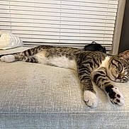 Lava joined the competition — help win amazing prizes! cat, tabby, sleeping, resting, indoor, pet, feline, cozy, cushion, window_blinds, fur, whiskers, paws, relaxation, domestic_animal, mammal, striped, quiet, calm, home