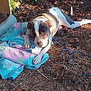 Roxanne joined the competition — help win amazing prizes! dog, quilt, outdoor, sunlight, leaf_litter, blue_cable, animal, pet, relaxed, brown_and_white, ground, nature, curious, lying_down, collar, shade, texture, daylight, garden, resting