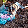 dog, quilt, outdoor, sunlight, leaf_litter, blue_cable, animal, pet, relaxed, brown_and_white, ground, nature, curious, lying_down, collar, shade, texture, daylight, garden, resting