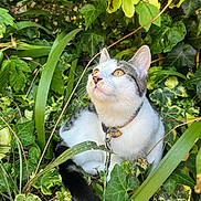 Princesse participe au concours pour gagner de l'argent avec cette photo : cat, feline, pet, animal, outdoor, garden, ivy, leaves, greenery, nature, portrait, sitting, collar, leash, white_fur, gray_fur, tabby, whiskers, upright_ears, closeup