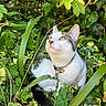 cat, feline, pet, animal, outdoor, garden, ivy, leaves, greenery, nature, portrait, sitting, collar, leash, white_fur, gray_fur, tabby, whiskers, upright_ears, closeup