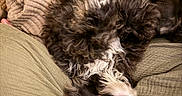 Walter is registered to the contest to win money with this photo: dog, puppy, fluffy, curly_fur, brown_fur, white_fur, black_fur, upside_down, open_mouth, smiling, tongue, teeth, happy, playful, relaxed, sleeping, couch, cushions, blanket, indoor