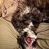 dog, puppy, fluffy, curly_fur, brown_fur, white_fur, black_fur, upside_down, open_mouth, smiling, tongue, teeth, happy, playful, relaxed, sleeping, couch, cushions, blanket, indoor