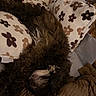 Walter is registered to the contest to win money with this photo: dog, sleeping, curly_hair, small_dog, pet, animal, furry, brown_fur, white_fur, upside_down, cozy, blanket, bedding, bed, indoors, nap, relaxed, cute, closeup, home