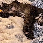 Walter joined the competition — help win amazing prizes! puppy, dog, sleeping, curly_fur, black_fur, brown_fur, white_fur, blanket, bed, cozy, pet, toy, red_toy, indoors, resting, lying_down, cute, animal, relaxed, portrait