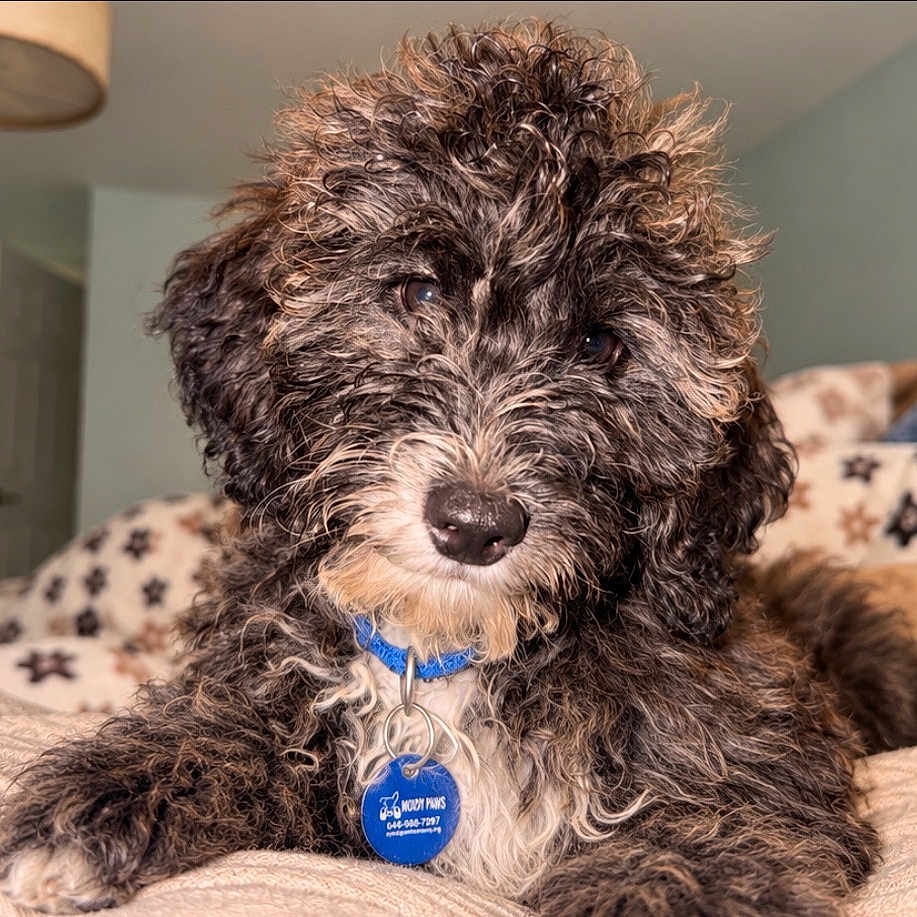 Walter is registered to the contest to win money with this photo: dog, puppy, curly_fur, fluffy, brown_fur, black_fur, white_fur, portrait, indoors, bed, blanket, bedroom, pet, collar, blue_tag, lying_down, looking_at_camera, cute, companion_animal, photography