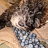 Walter is registered to the contest to win money with this photo: dog, puppy, curly_fur, scruffy_fur, brown_fur, black_fur, white_fur, blueberries, fruit, food, plastic_container, blanket, cozy, indoor, close_up, pet, snout, whiskers, eye, funny