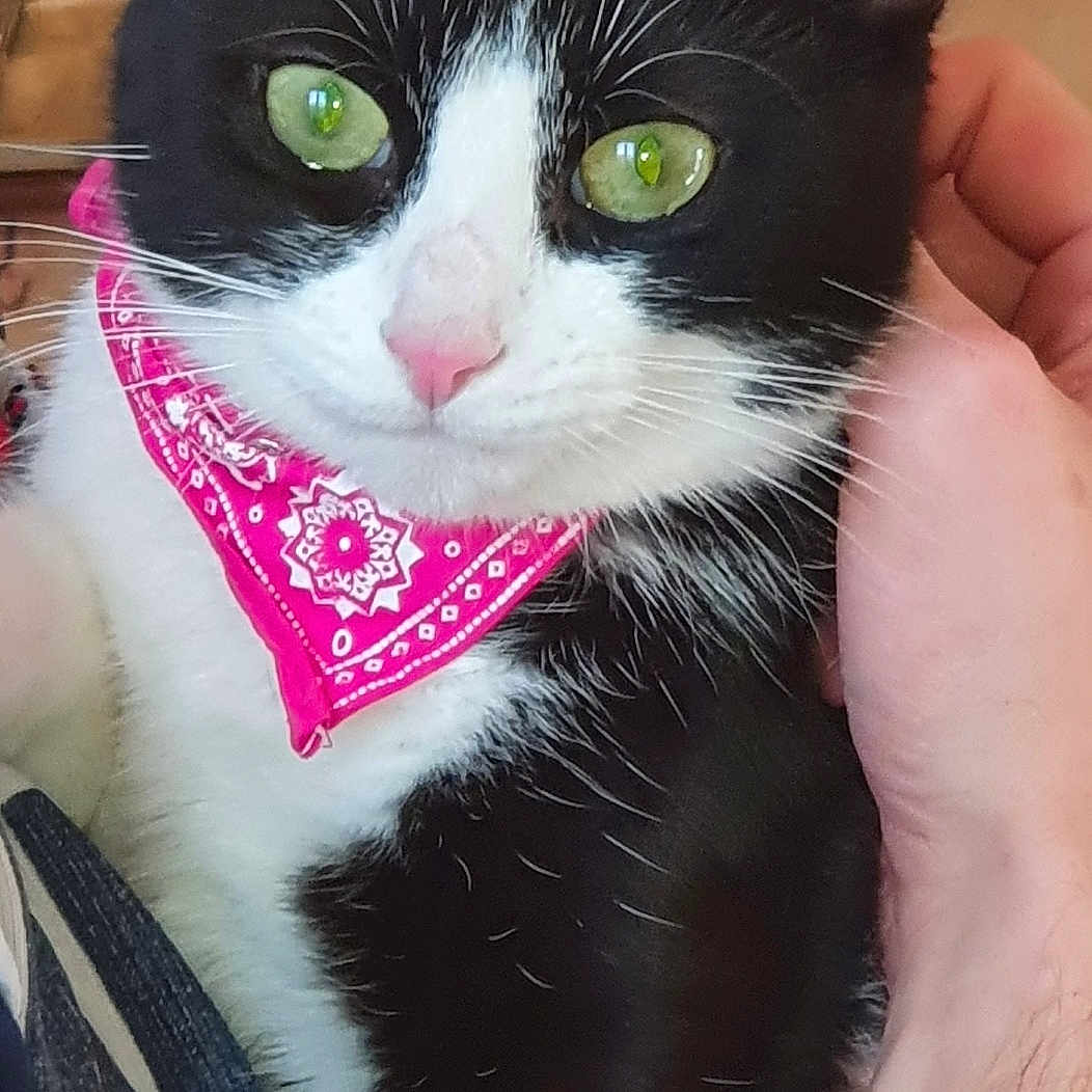 Hansselle a rejoint le concours — aidez-le/la à gagner de superbes lots ! animal, bandana, black_and_white, calm, cat, close_up, cute, domestic_animal, eyes, face, feline, friendly, fur, green_eyes, indoor, person_hand, pet, pink_bandana, portrait, whiskers