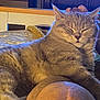 Loki joined the competition — help win amazing prizes! abyssinian, animal, bed, bedroom, blanket, cat, chair, citrusfruit, couch, cushion, furniture, homedecor, indoors, kitten, manx, person, pet, quilt, room, sleeping