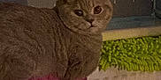 Loki is registered to the contest to win money with this photo: abyssinian, angora, animal, cat, closet, couch, cupboard, cushion, door, furniture, homedecor, indoors, kitten, linen, manx, person, pet, plant, pottedplant, sleeping