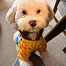Milo joined the competition — help win amazing prizes! dog, white_dog, fluffy, pet, indoor, carpet, chair, sweater, clothing, cute, looking_up, small_dog, domestic_animal, animal, furry, companion, adorable, close_up, soft_light, curious