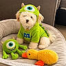 dog, pet, costume, green, monster, plush_toy, stuffed_animal, white_dog, cute, cozy, dog_bed, indoor, animal, fluffy, toy_duck, soft_texture, adorable, sitting, playful, named_tag