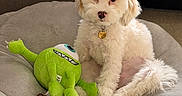 Milo is registered to the contest to win money with this photo: dog, white_dog, plush_toy, green_toy, bed, pet, indoor, fluffy, cute, sitting, cozy, soft, comfort, animal, toy, fur, relax, companion, home, cute_pet