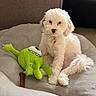 dog, white_dog, plush_toy, green_toy, bed, pet, indoor, fluffy, cute, sitting, cozy, soft, comfort, animal, toy, fur, relax, companion, home, cute_pet