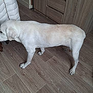 Vanille a rejoint le concours — aidez-le/la à gagner de superbes lots ! dog, indoor, wooden_floor, light_fur, side_view, sniffing, puffy_jacket, chair, cabinet, furniture, home, pet, animal, flooring, domestic, canine, quiet, standing, curious, room