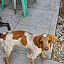 animal, brown, collar, curious, daylight, dog, ears, fruit, gravel, green_chair, leaves, looking_up, outdoor, patio, pet, puppy, standing, tiles, white, young
