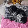 Siska participe au concours pour gagner de l'argent avec cette photo : animal, bed, black_and_white, blanket, comfort, cozy, dog, fabric, fur, home, indoor, pattern, pet, pillow, pink, plush_toy, relaxing, resting, sleeping_area, stuffed_animal