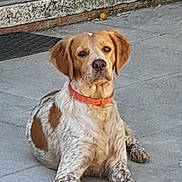 Aramis a rejoint le concours — aidez-le/la à gagner de superbes lots ! dog, animal, pet, outdoor, concrete, collar, brown_spots, white_fur, laying_down, attentive, ears, snout, paws, texture, step, wall, quiet, calm, portrait, canine