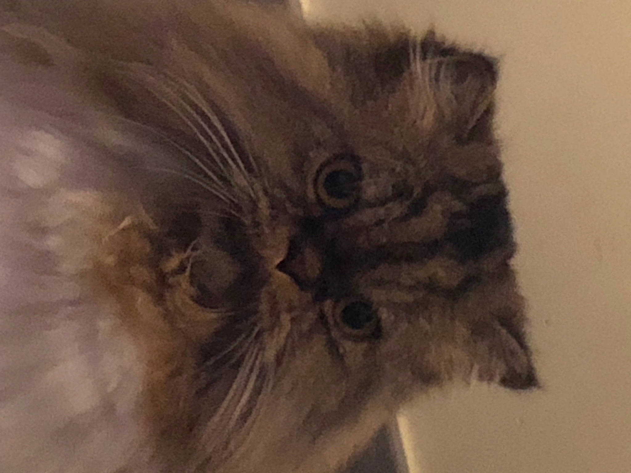 Calie participe au concours pour gagner de l'argent avec cette photo : british_longhair, carnivore, cat, domestic_short_haired_cat, ear, feather, felidae, fur, grey, iris, monochrome, monochrome_photography, paw, persian, small_to_medium_sized_cats, snout, tail, visual_arts, whiskers