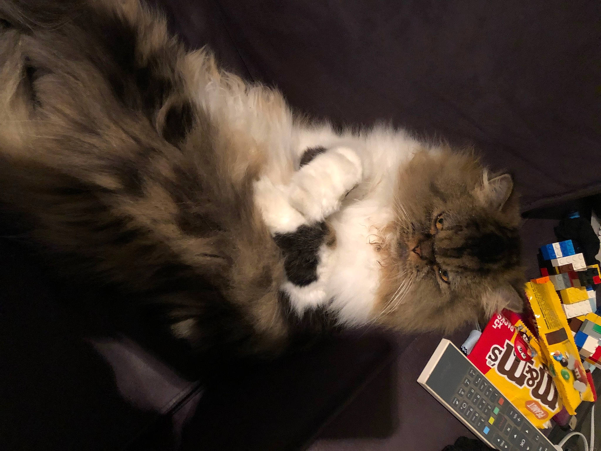 Calie participe au concours pour gagner de l'argent avec cette photo : box, cardboard, carnivore, cat, claw, comfort, domestic_short_haired_cat, felidae, fur, paw, small_to_medium_sized_cats, tail, whiskers