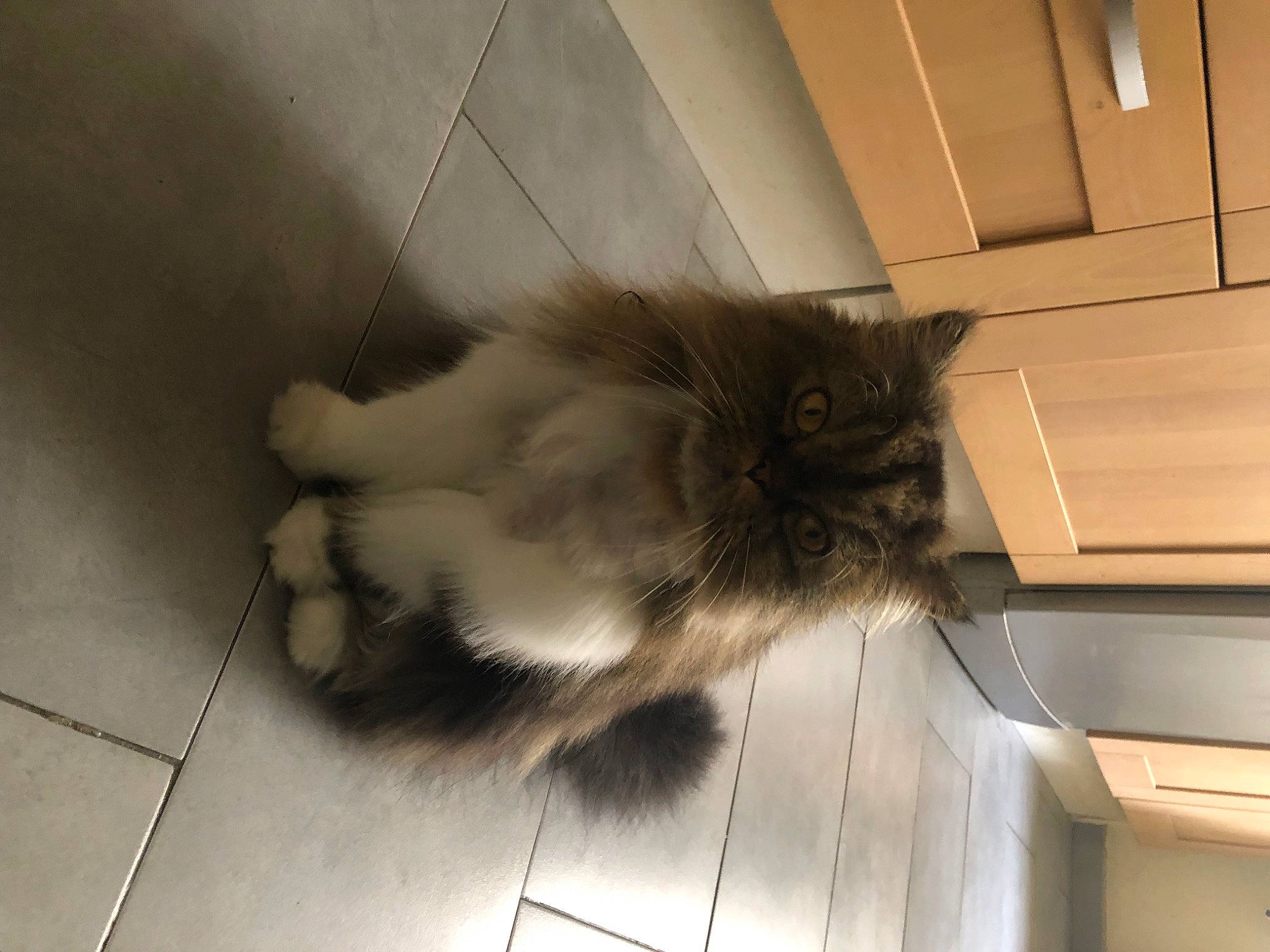 Calie a rejoint le concours — aidez-le/la à gagner de superbes lots ! carnivore, cat, claw, comfort, domestic_short_haired_cat, fawn, felidae, flooring, foot, fur, hardwood, human_leg, paw, room, small_to_medium_sized_cats, tail, tints_and_shades, whiskers, wood