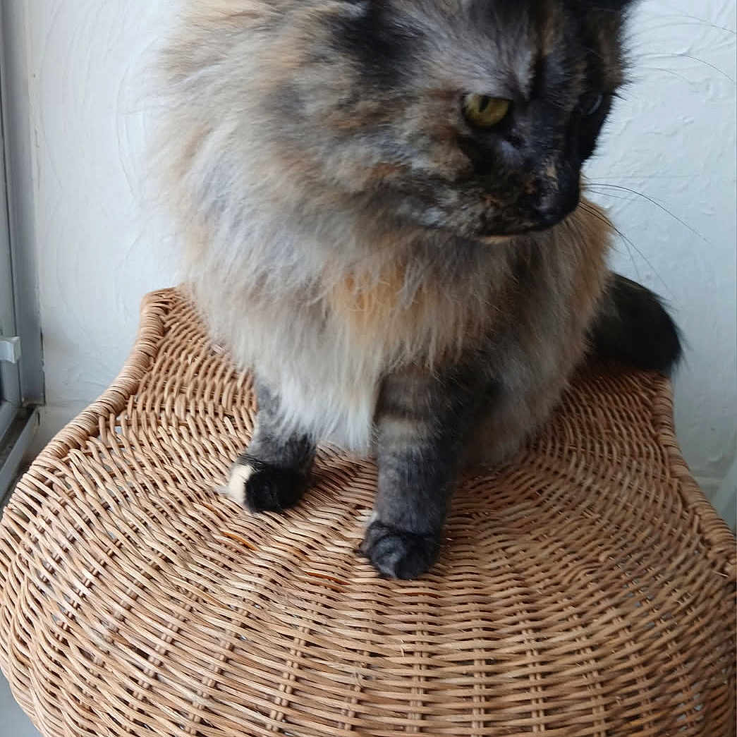 Soukie participe au concours pour gagner de l'argent avec cette photo : cat, tortoiseshell, fluffy_fur, wicker_stool, indoor, pet, feline, curious, sitting, animal, fur, whiskers, ears, tail, floor, wall, texture, natural_light, domestic, quiet