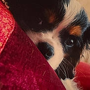 FANJA a rejoint le concours — aidez-le/la à gagner de superbes lots ! canidae, carnivore, companion_dog, dog, dog_breed, fawn, fur, non_sporting_group, puppy, snout, sporting_group, terrestrial_animal, toy_dog, whiskers, working_animal, working_dog